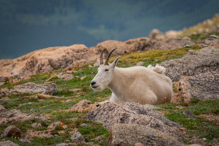 068 Mount Evans, sneeuwgeit.jpg